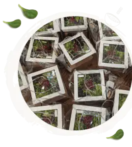 Green Bowl salad packages ready for delivery