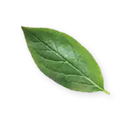 Green leaf